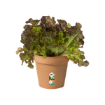 green basics pot de culture 15cm terre cuite doux